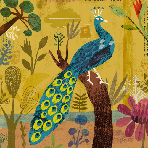 Peacock by Martin Haake