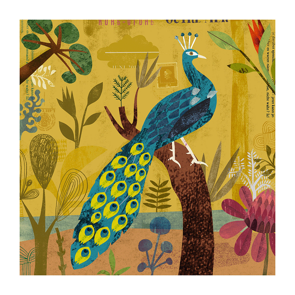 Peacock.Haake.12x12_2000x.